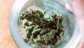 IMG Las nuevas variedades de cannabis ricas en CBG comienzan a llegar al mercado norteamericano