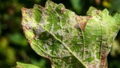 IMG How to prevent, detect and fight mildew on your cannabis plants