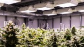 IMG El cultivo de cannabis en interior, de principio a fin