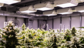 IMG La coltivazione della cannabis indoor, dall’inizio alla fine
