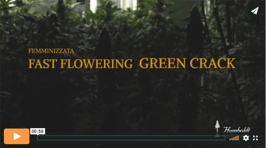 Video Fast Flowering Green Crack