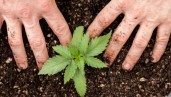 IMG 9 Top Tips For Growing Autoflowering Strains Outdoors