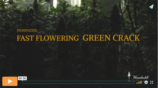 Vidéo Fast Flowering Green Crack