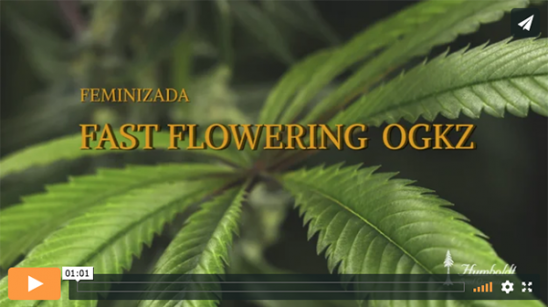 Vídeo Fast Flowering OGKZ