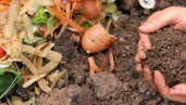 IMG Compost domestico: cos’è e come prepararlo
