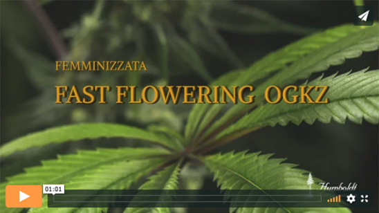 Video Fast Flowering OGKZ