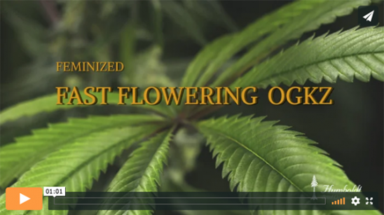 Vidéo Fast Flowering OGKZ