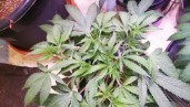 IMG Grow report de la Three Blue Kings