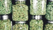 IMG Comment contrôler la qualité des fleurs de cannabis ?
