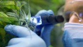 IMG Emergenza coronavirus, le attività di cannabis si rivelano ‘essenziali’