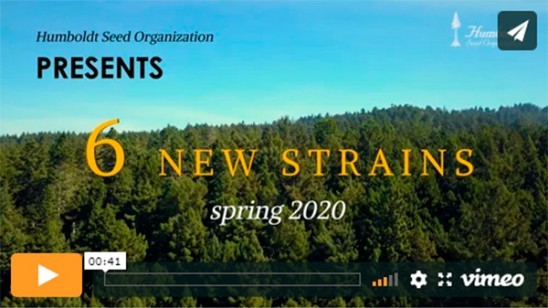 Video new 2020 strains