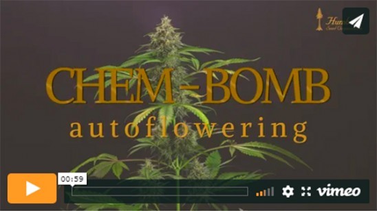Chem-Bomb Auto-Video