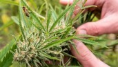 IMG Cos’è la coltivazione biologica vegana della cannabis?