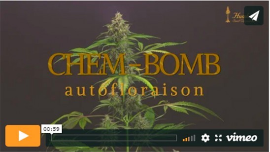 Vidéo Chem-Bomb Auto