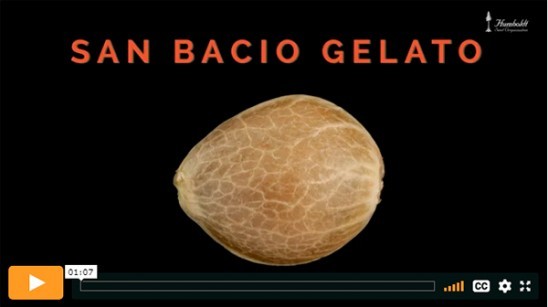 Vídeo San Bacio Gelato