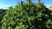 IMG Top 10 Strains for Outdoors 2020