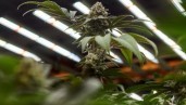 IMG 10 heiße Tipps, um Cannabis indoor zur Blüte zu bringen