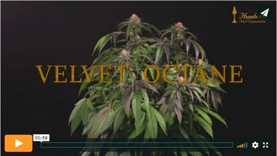 Vidéo Velvet Octane