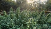 IMG 10 parametri importanti per creare le condizioni idonee alla coltivazione della cannabis all’esterno
