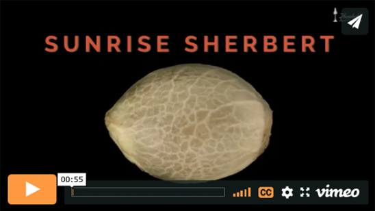 Video Sunrise Sherbert