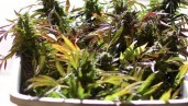 IMG Las diez variedades de cannabis más potentes de Humboldt Seed Organization