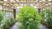 IMG Was ihr über die Wachstumsphase von Cannabispflanzen wissen solltet