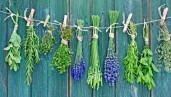 IMG 6 plantes aromatiques pour protéger naturellement vos plantes de cannabis des insectes
