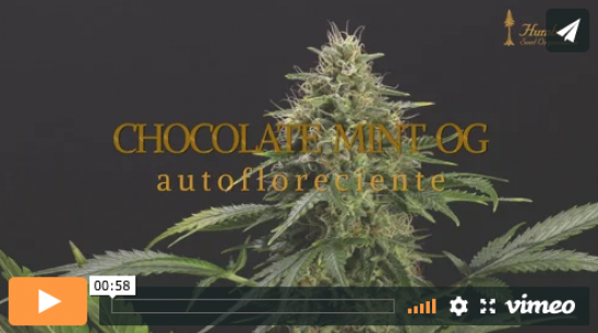 Vídeo Chocolate Mint OG Auto