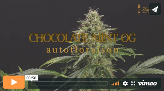 Vidéo Chocolate Mint OG Auto