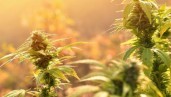 IMG The 6 best outdoor autoflowering strains for 2020