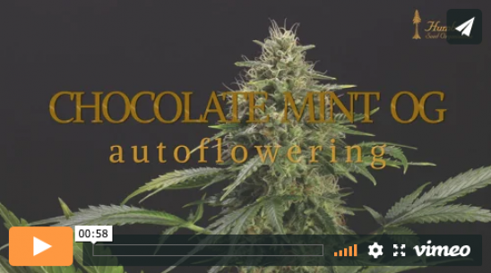 Chocolate Mint OG Auto-Video