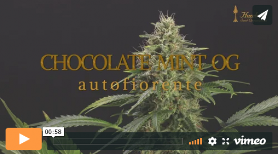 Vídeo Chocolate Mint OG Auto