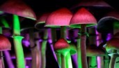IMG Die neue psychedelische Revolution, oder: Wie Cannabis bei der Legalisierung von Psilocybin als Vorbild dienen könnte