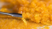 IMG ‘Live resin’, a concentrate that transcends all boundaries in the world of cannabis extracts