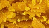IMG The 10 best strains for extraction and hash making