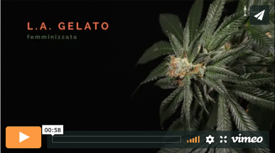 Video L.A. Gelato