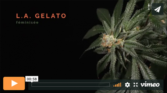 Vidéo L.A. Gelato